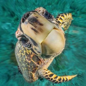 Meet your Posher, Sherri